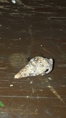 Cerithium menkei