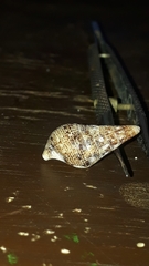 Cerithium menkei