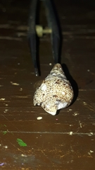 Cerithium menkei