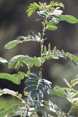 Enchenopa quadricolor