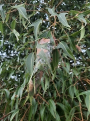 Dichocrocis clytusalis