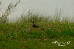Melanerpes aurifrons