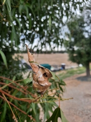 Dichocrocis clytusalis