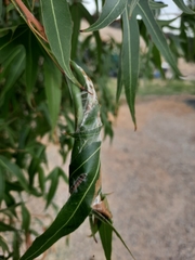 Dichocrocis clytusalis