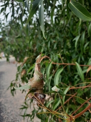 Dichocrocis clytusalis