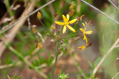Bloomeria crocea