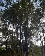 Ruprechtia laxiflora