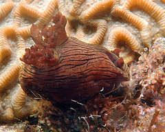 Nembrotha mullineri