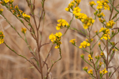 Deinandra fasciculata