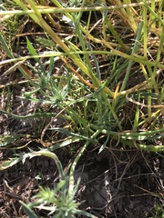Eryngium aristulatum