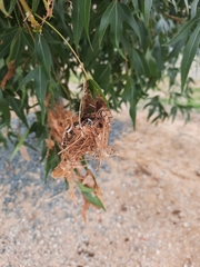 Dichocrocis clytusalis