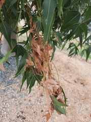 Dichocrocis clytusalis