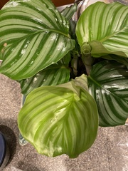 Goeppertia orbifolia