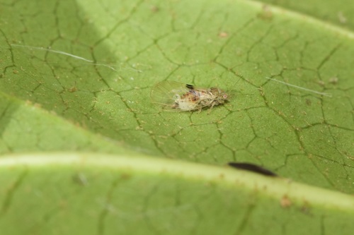 Fatsia Psyllid