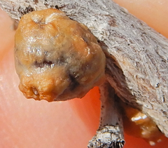Ceroplastes irregularis