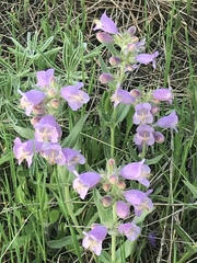 Penstemon eriantherus