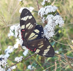 Phaloe cruenta