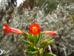 Diplacus parviflorus