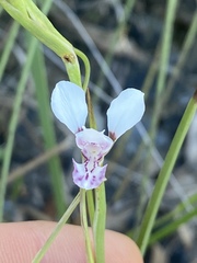 Diuris oporina