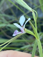Diuris oporina