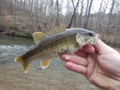 Micropterus warriorensis