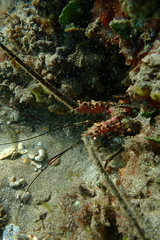 Panulirus marginatus