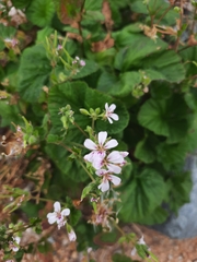 Pelargonium