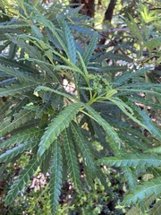 Lyonothamnus floribundus