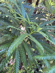 Lyonothamnus floribundus