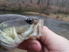 Micropterus warriorensis