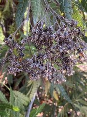 Lyonothamnus floribundus