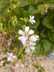Pelargonium