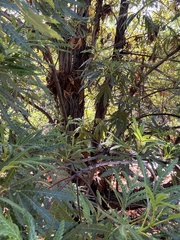Lyonothamnus floribundus