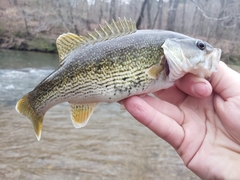 Micropterus warriorensis