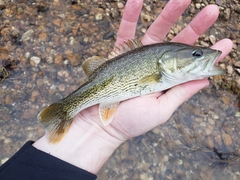 Micropterus warriorensis