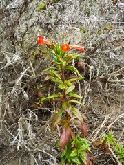 Diplacus parviflorus