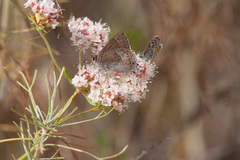 Satyrium tetra