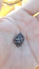 Stramonita biserialis