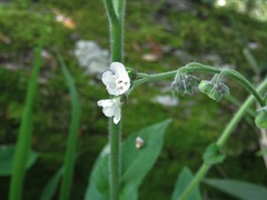 Image of Andersonglossum virginianum