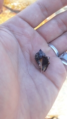 Stramonita biserialis