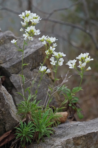 Draba ramosissima Desv.