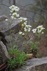 Draba ramosissima