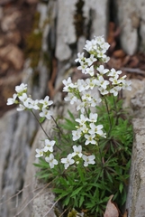 Draba ramosissima