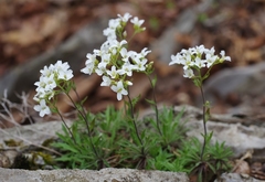 Draba ramosissima