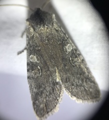 Lithophane laticinerea