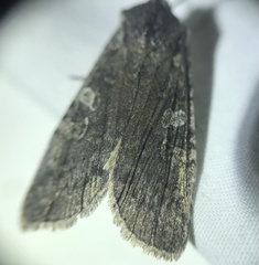 Lithophane laticinerea