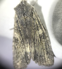 Lithophane laticinerea