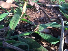 Orthoptera