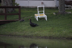 Cairina moschata domestica