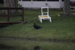 Cairina moschata domestica
